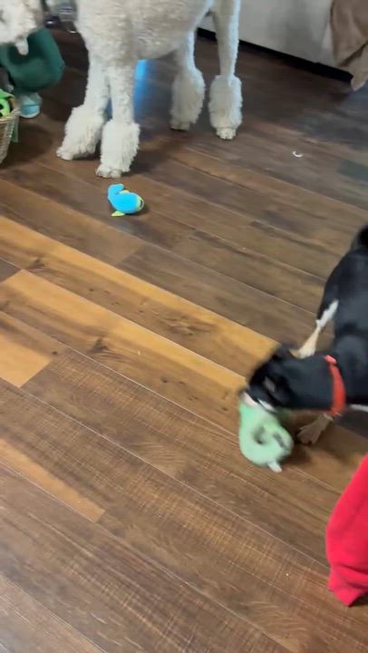 Enlarge Chip, an adopted mixed breed in Oregon City, OR video 3/5