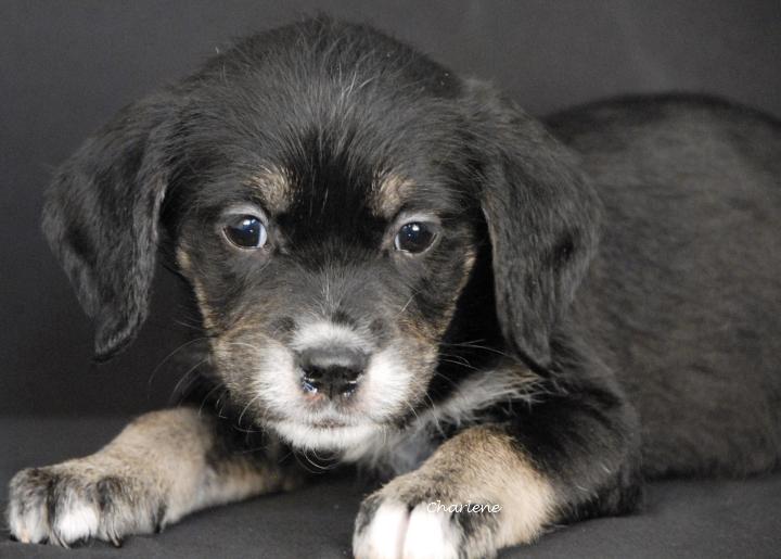 Enlarge Sylvie, an adoptable mixed breed in Newland, NC image 2/3