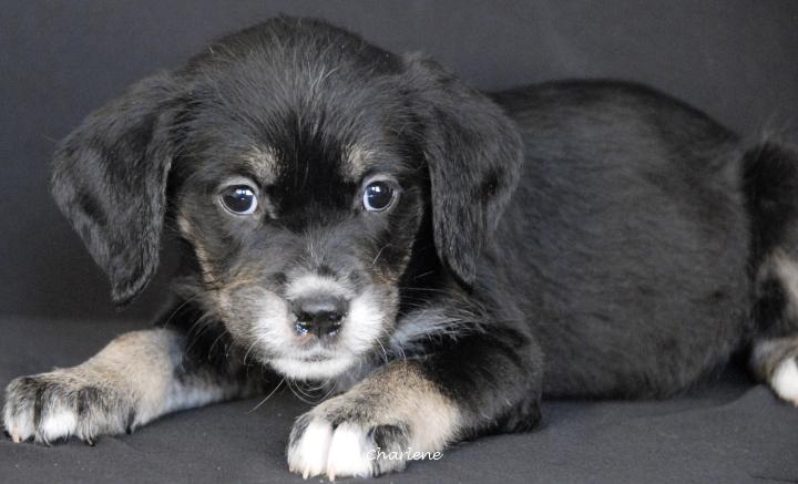 Enlarge Sylvie, an adoptable mixed breed in Newland, NC image 3/3