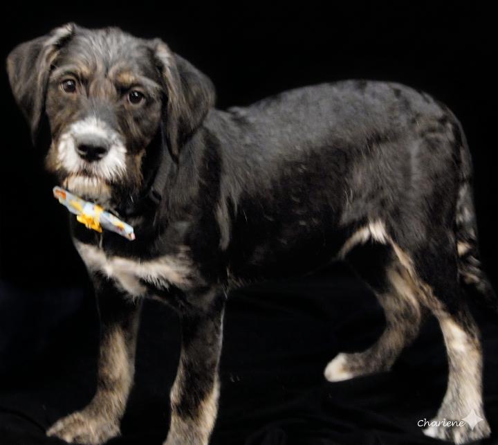 Enlarge Sylvie, an adoptable mixed breed in Newland, NC image 1/3