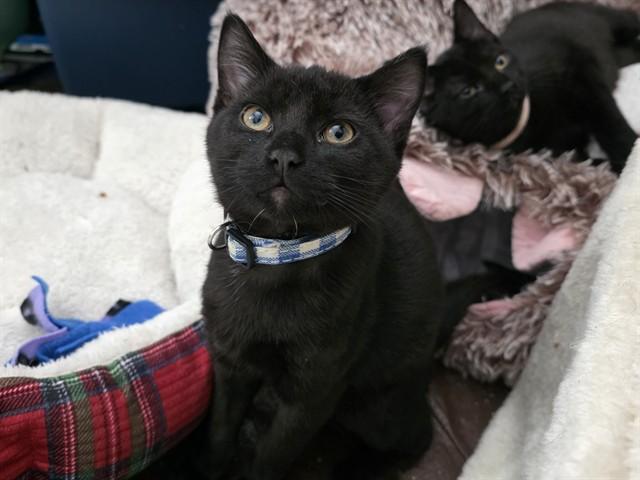 Enlarge BROOKS, a Adoptable Domestic Short Hair in Ames, IA image 1/1