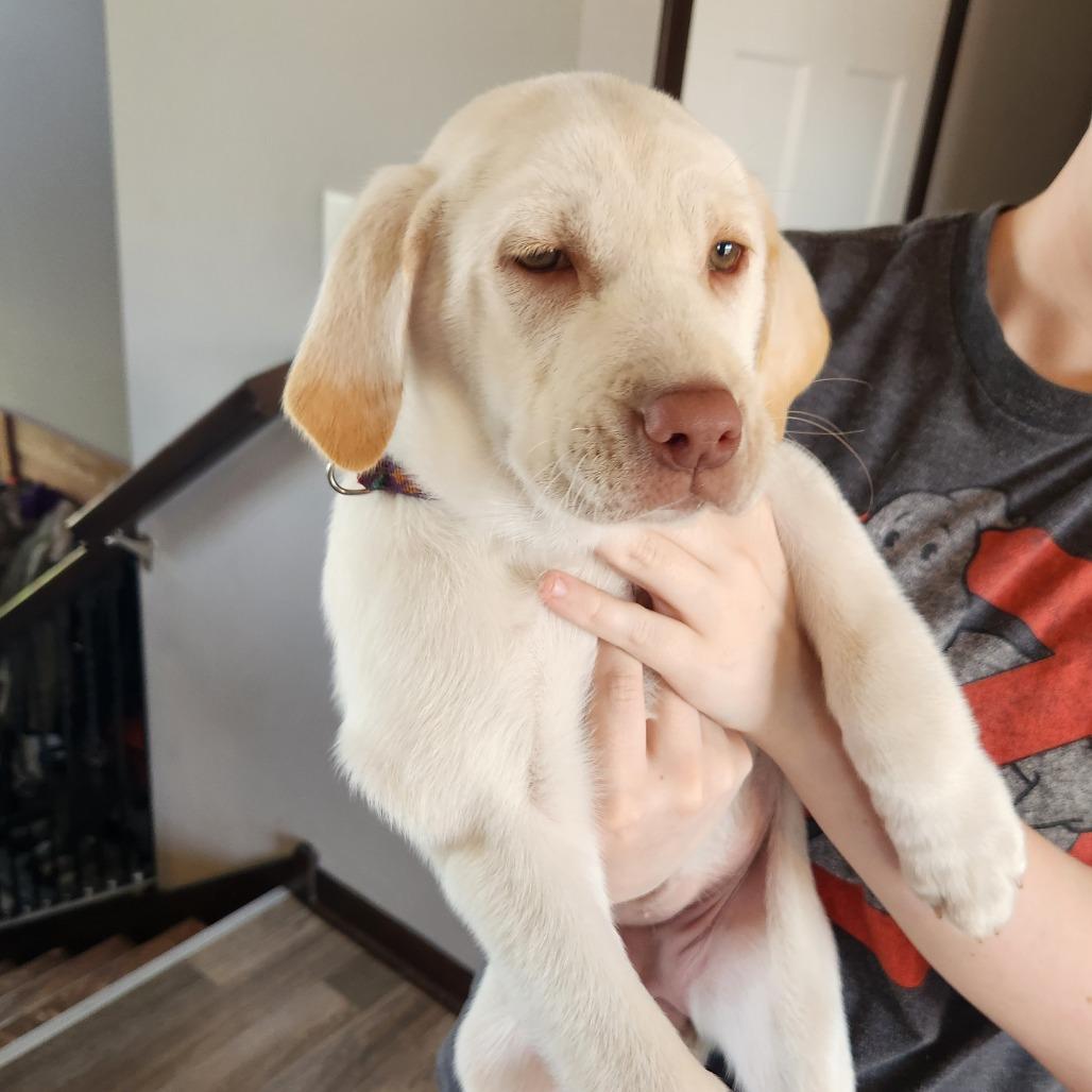 Pearl, Adoptable, Puppy Female Labrador Retriever.
