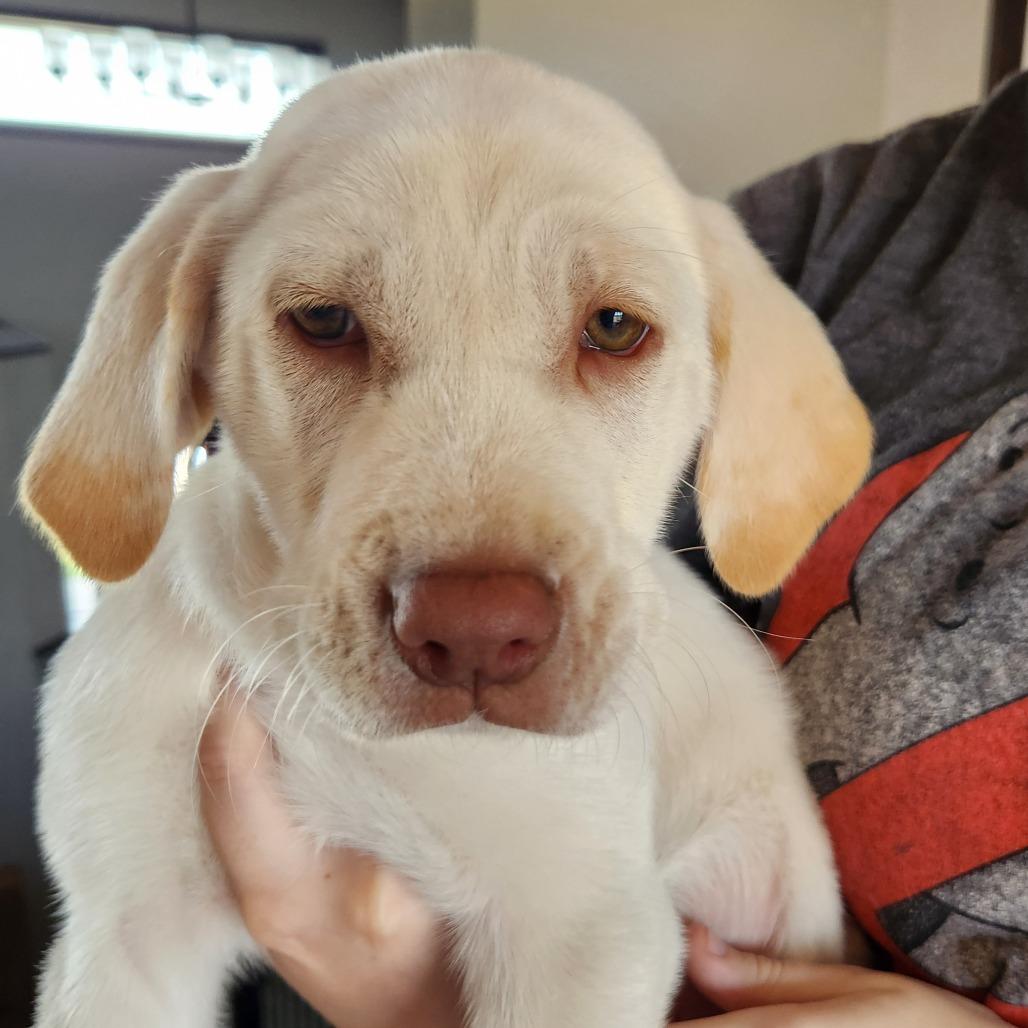Enlarge Pearl, a Adoptable Labrador Retriever in Oak Grove, MN image 2/2