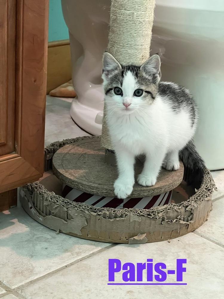 Enlarge Paris (Paletown Purr-babies Litter), a Adoptable Domestic Short Hair in Telford, PA image 1/1