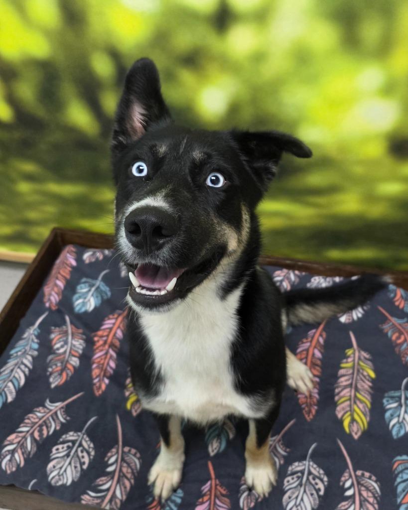 Lincoln, Adoptable, Adult Male Shepherd.