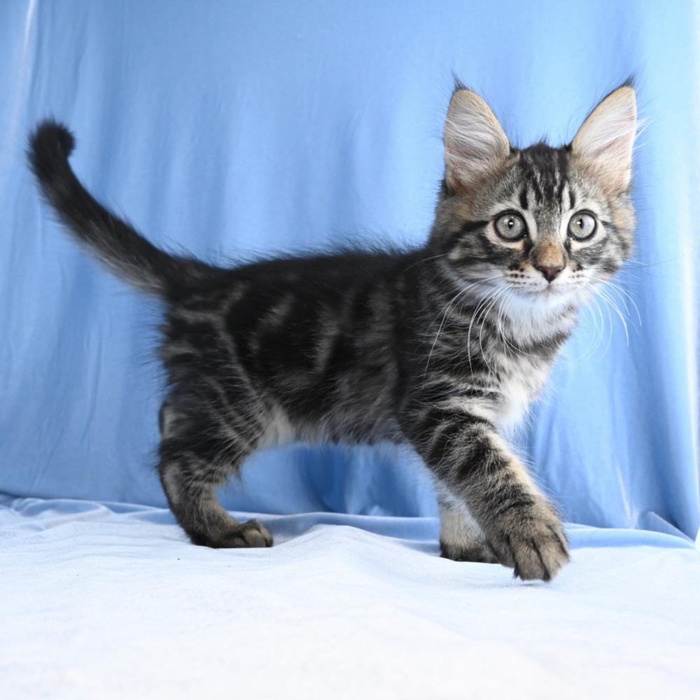 Lincoln, a Adoptable Domestic Long Hair in Mobile, AL image 1/6