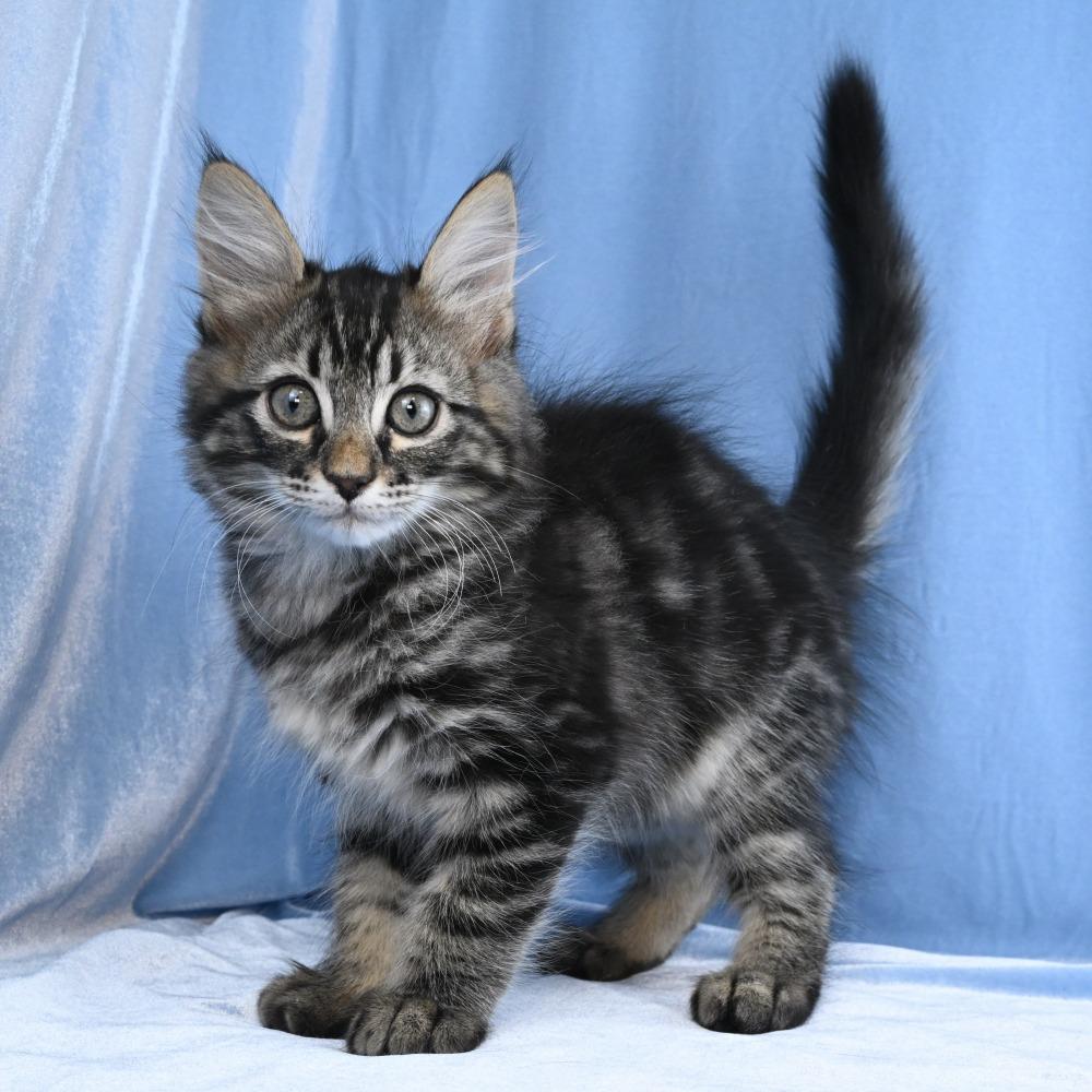 Lincoln, Adoptable, Kitten Male Domestic Long Hair.