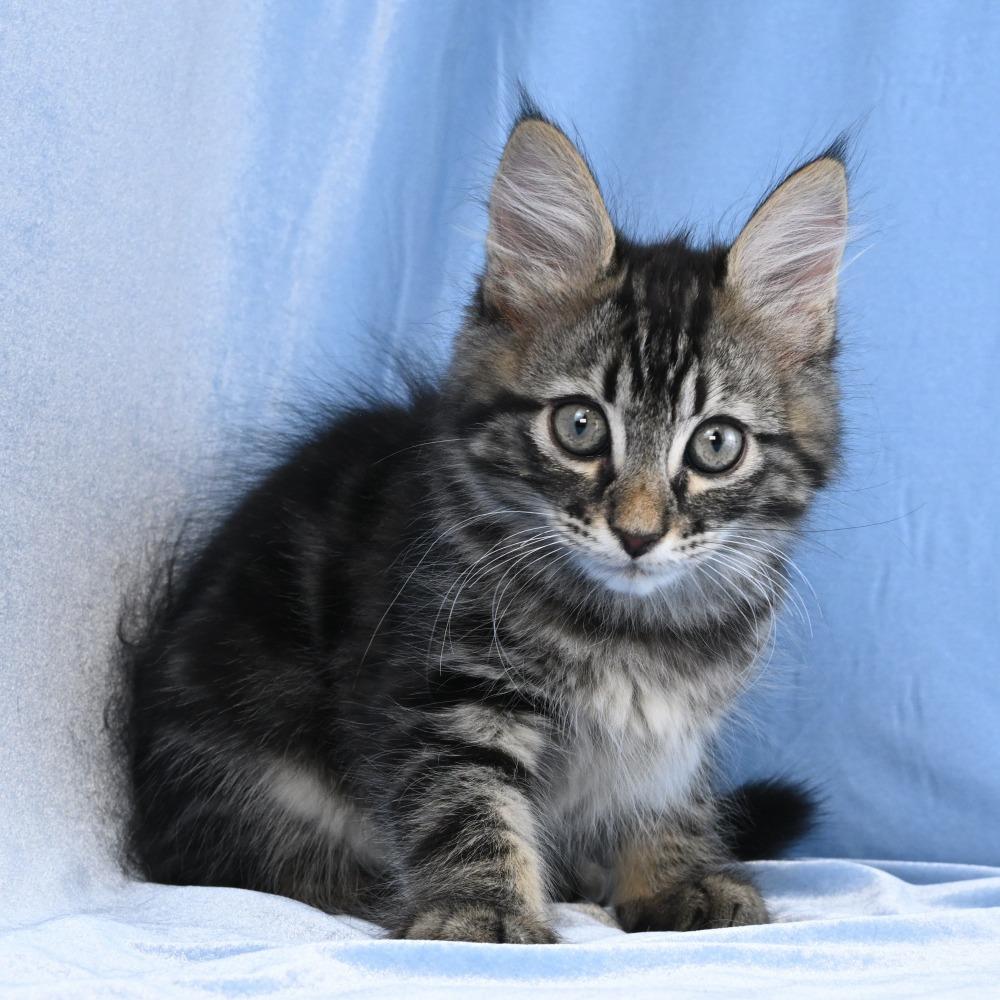 Lincoln, a Adoptable Domestic Long Hair in Mobile, AL image 3/6