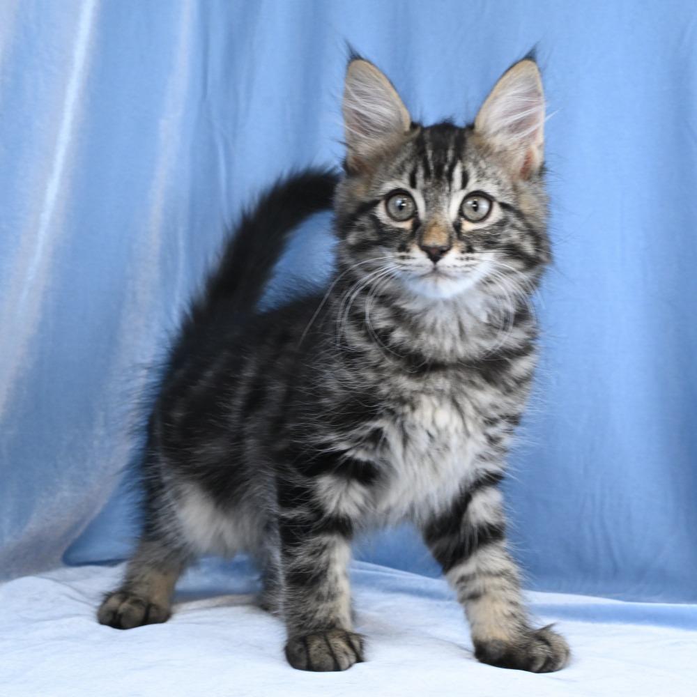 Lincoln, a Adoptable Domestic Long Hair in Mobile, AL image 4/6
