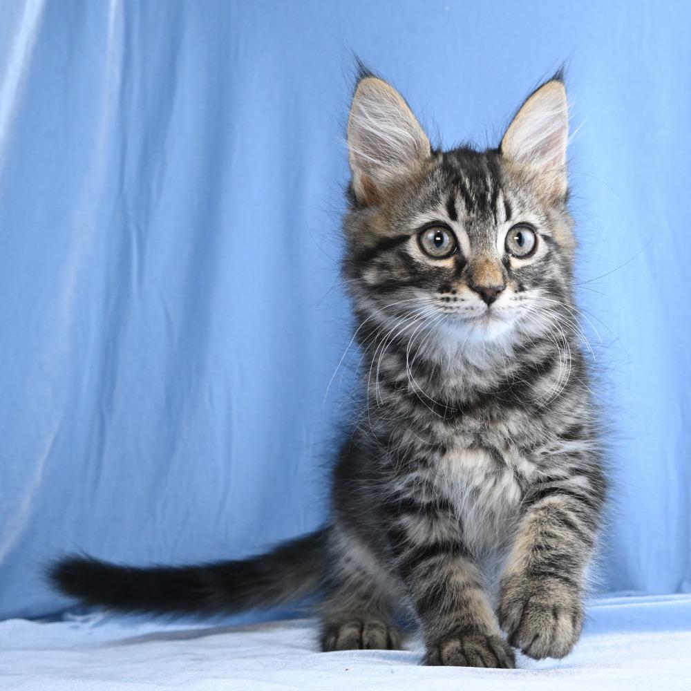 Lincoln, a Adoptable Domestic Long Hair in Mobile, AL image 5/6