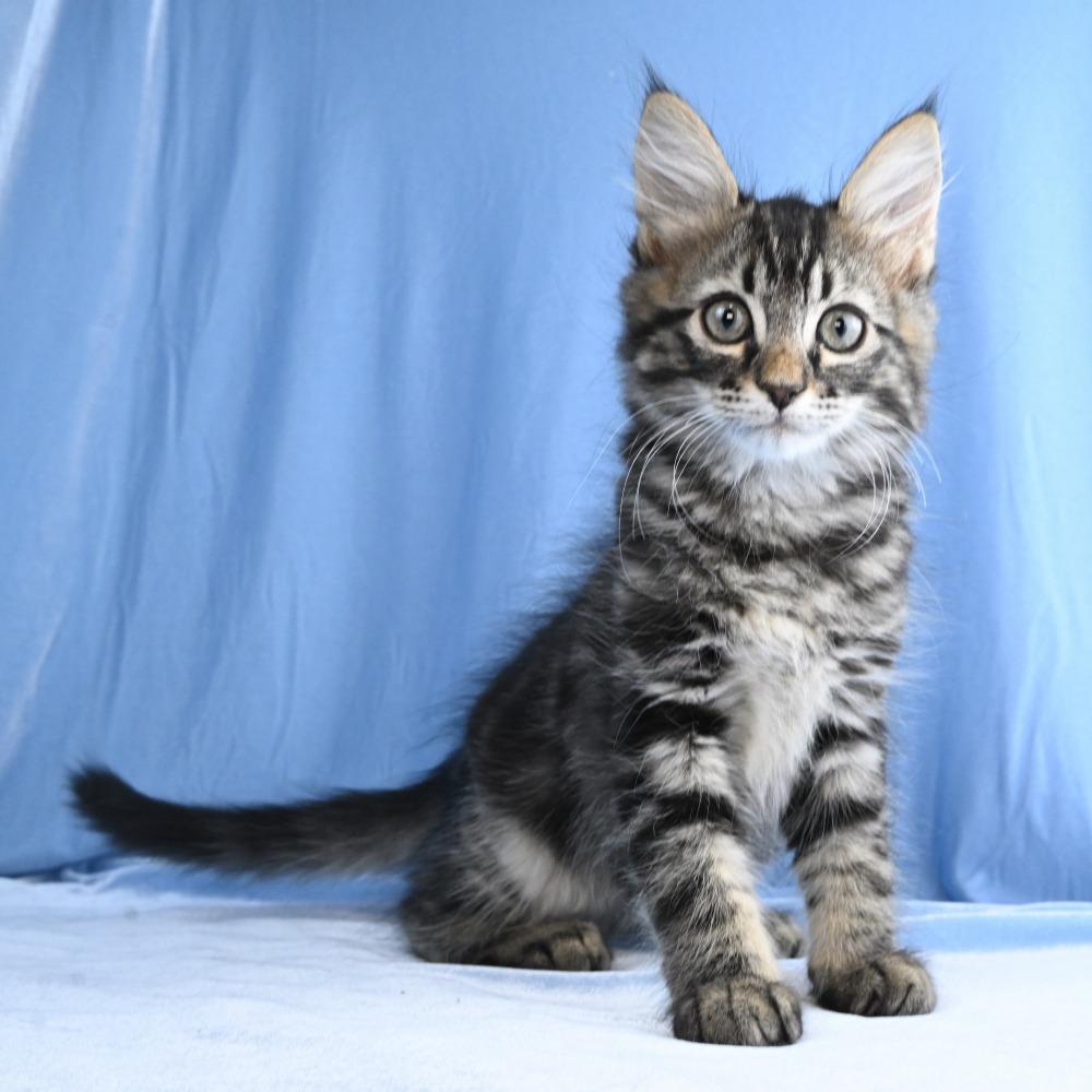 Lincoln, a Adoptable Domestic Long Hair in Mobile, AL image 6/6