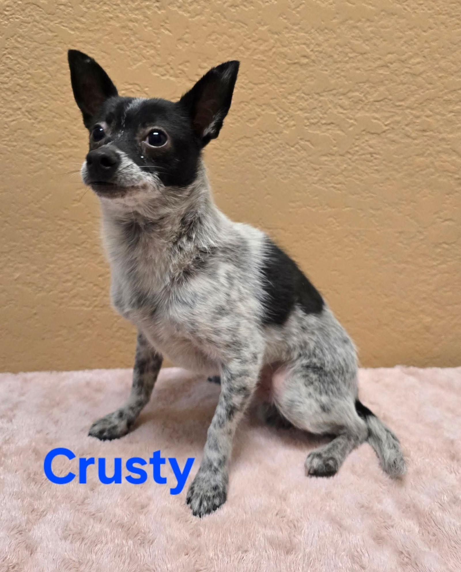 Crusty, Adoptable, Puppy Male Chihuahua.