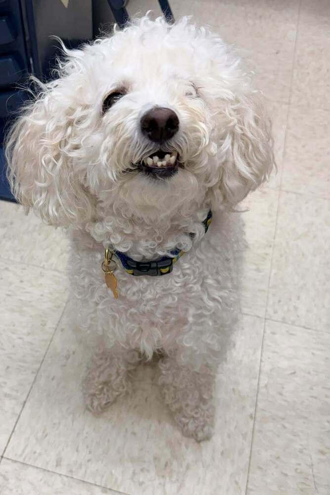 Enlarge Sweetie Pie, a Adoptable Bichon Frise in TULSA, OK image 1/1