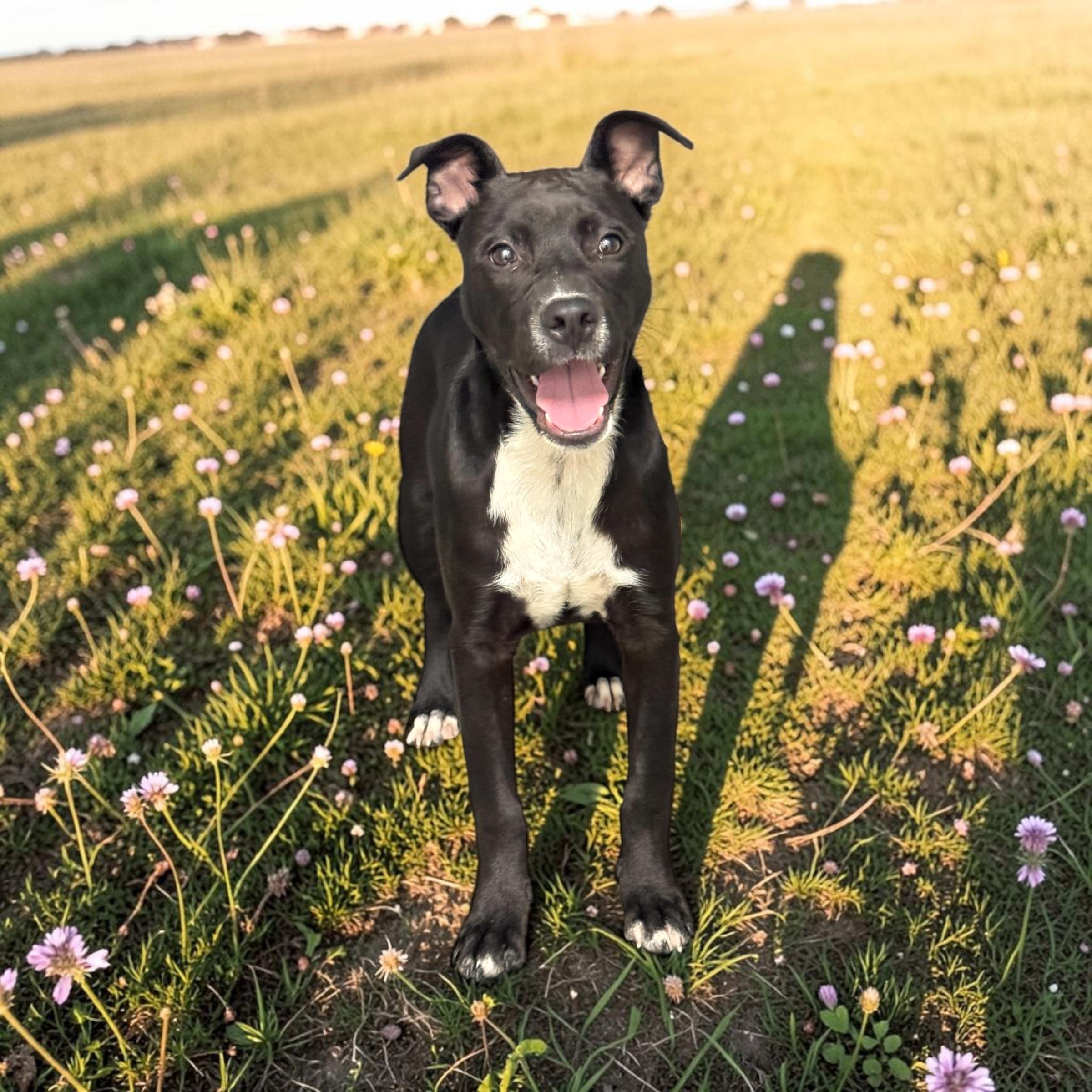 Magnolia (Maggie), a ADOPTABLE mixed breed in Williston, VT image 1/4