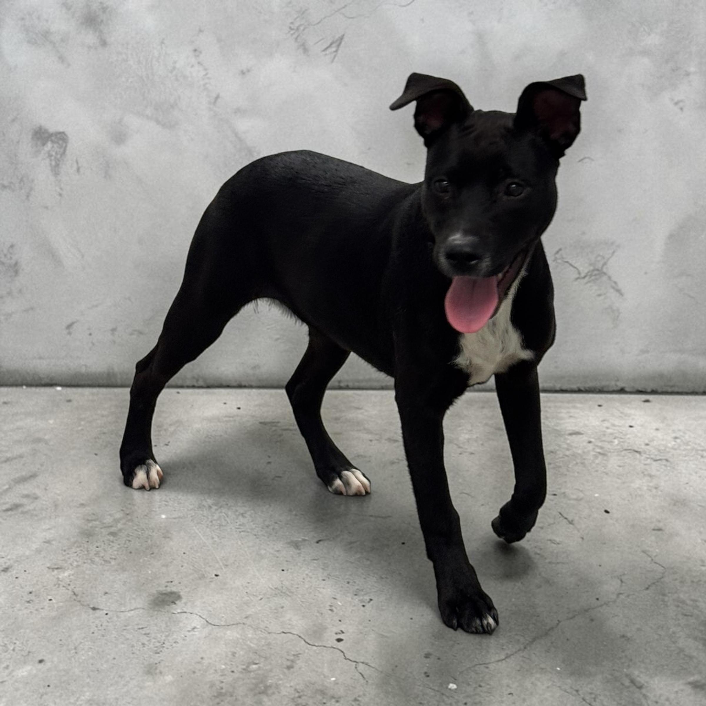 Magnolia (Maggie), a ADOPTABLE mixed breed in Williston, VT image 4/4