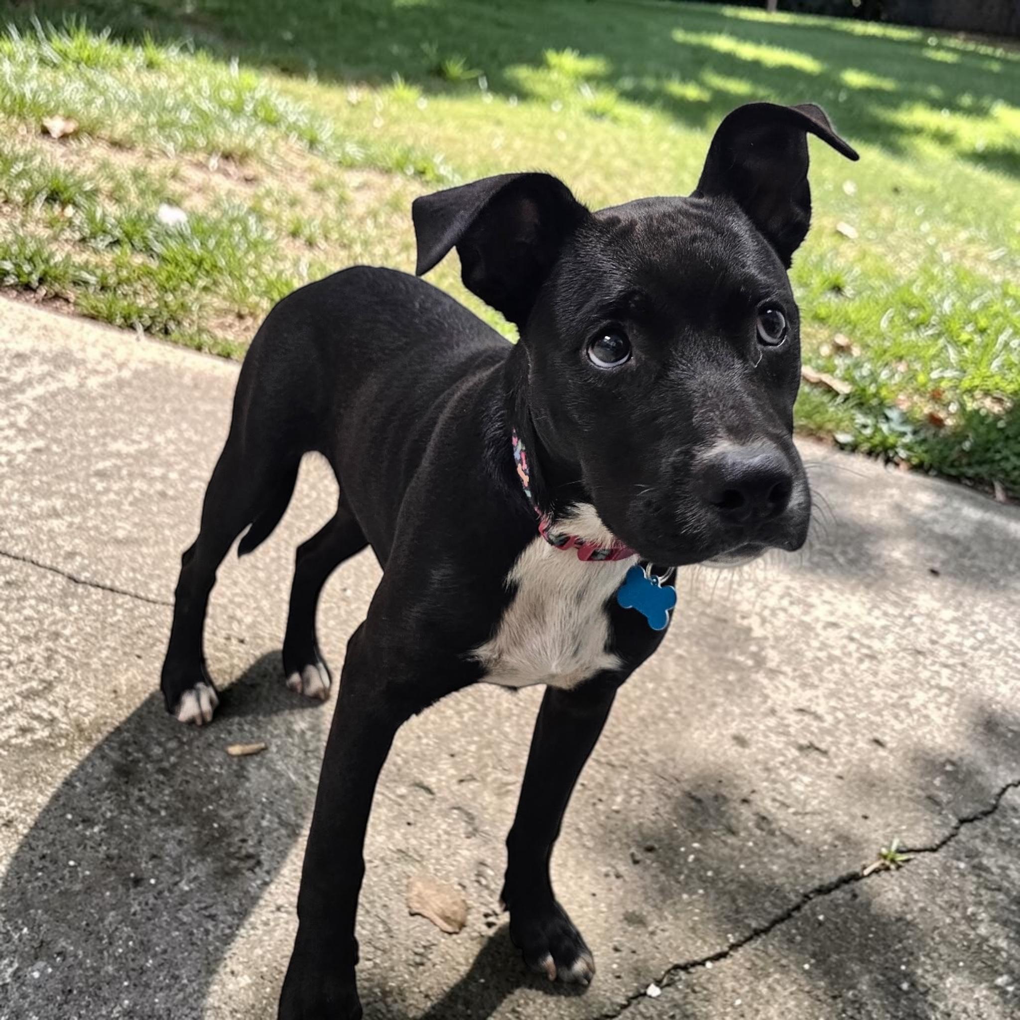 Magnolia (Maggie), a ADOPTABLE mixed breed in Williston, VT image 3/4