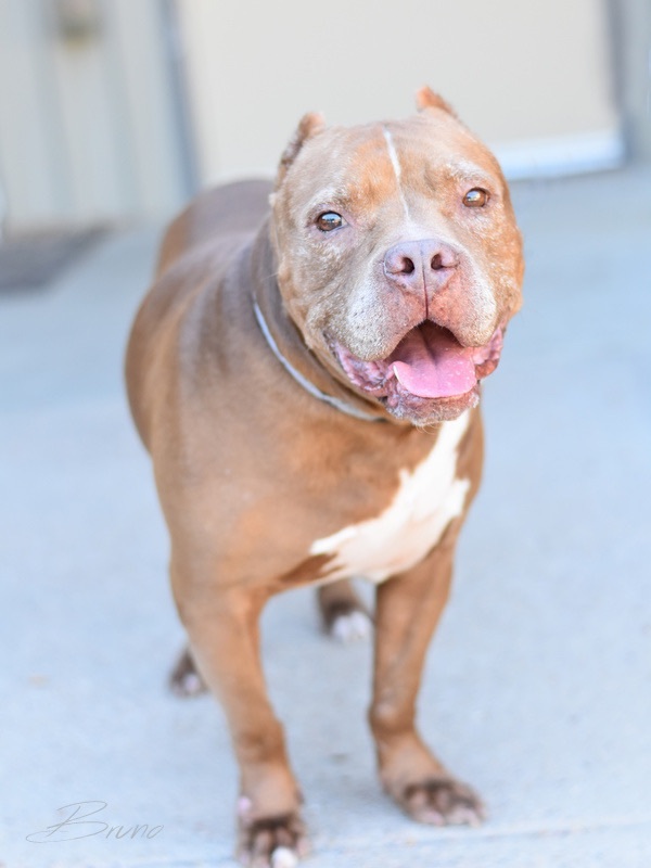 Enlarge Bruno, a Adoptable Pit Bull Terrier in Hartford, CT image 3/6
