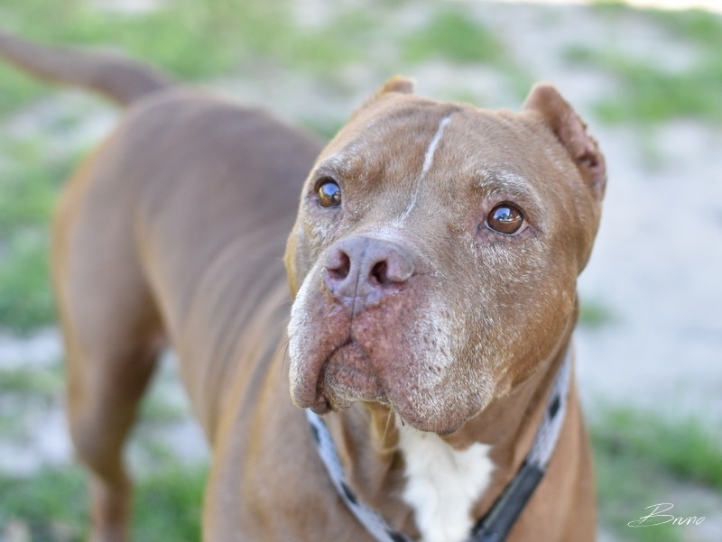 Enlarge Bruno, a Adoptable Pit Bull Terrier in Hartford, CT image 4/6