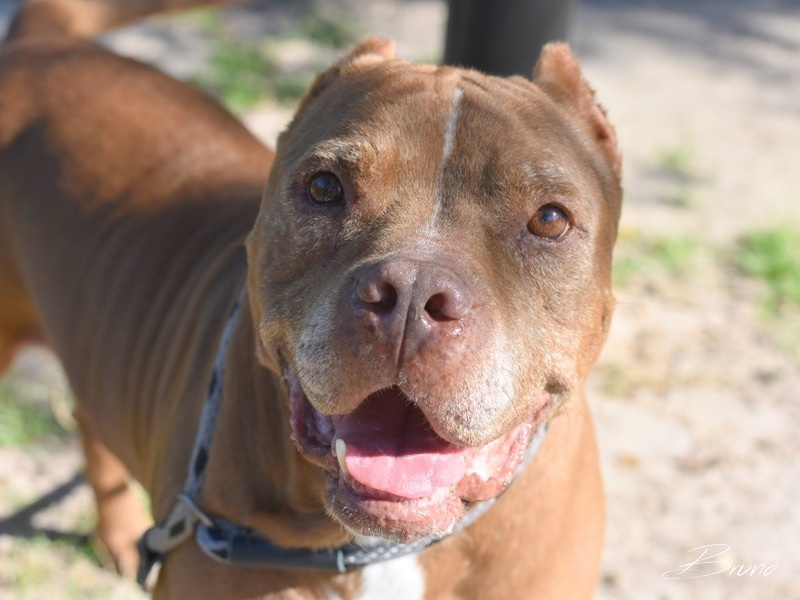 Enlarge Bruno, a Adoptable Pit Bull Terrier in Hartford, CT image 6/6