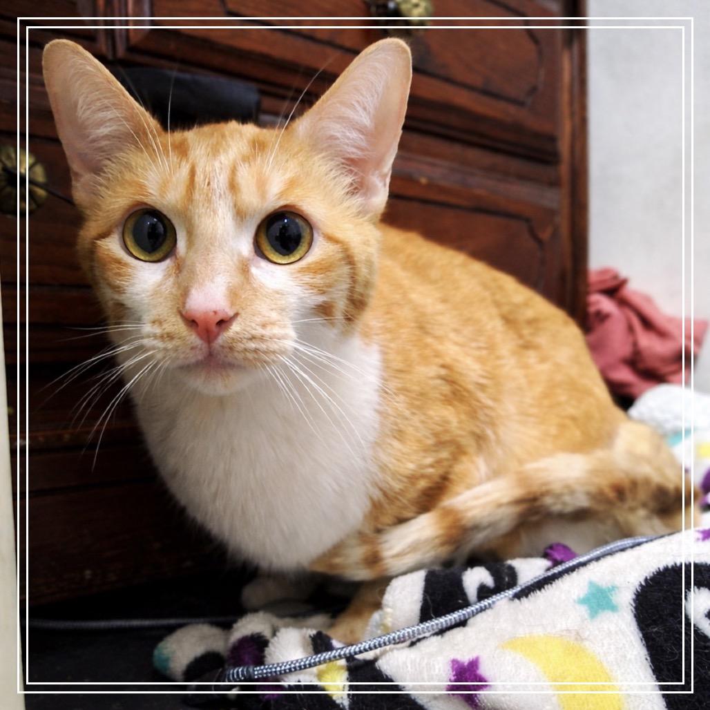 Enlarge Tim Tim, a Adoptable Domestic Short Hair in Monroe, MI image 1/3