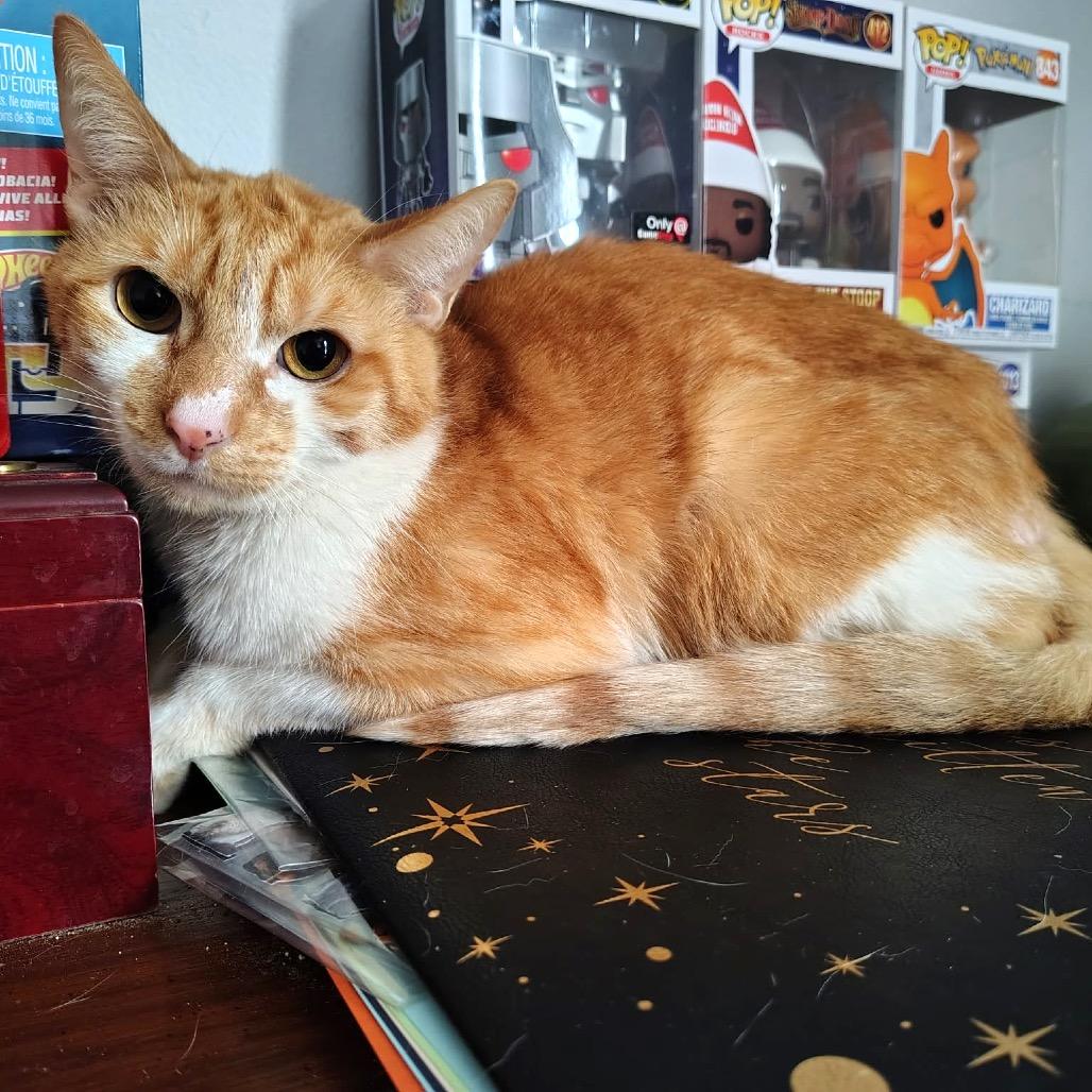 Enlarge Tim Tim, a Adoptable Domestic Short Hair in Monroe, MI image 2/3