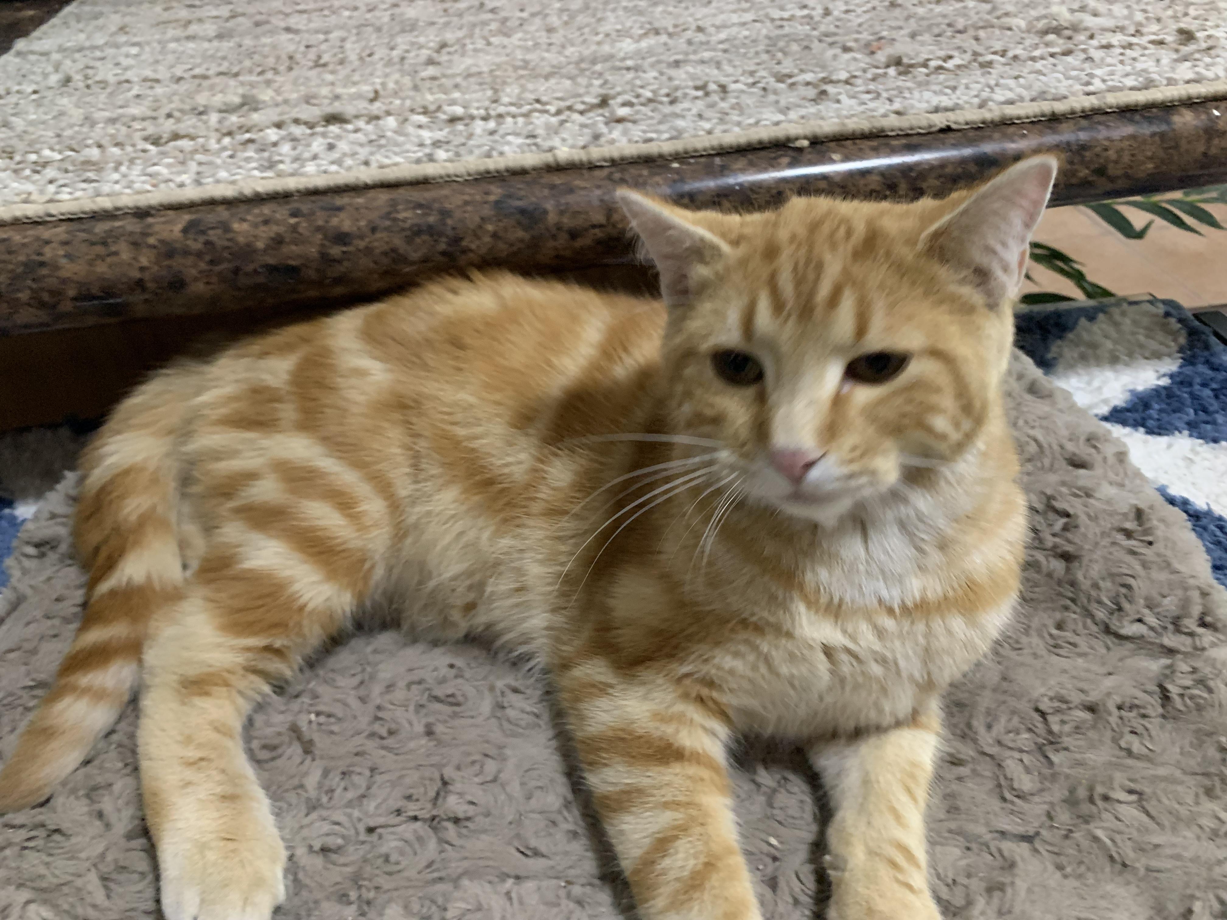 Parker, ADOPTABLE, Adult Male American Shorthair.