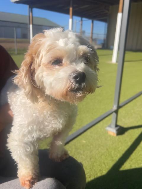 Marshall, adopted, Young Male Maltese & Shih Tzu.