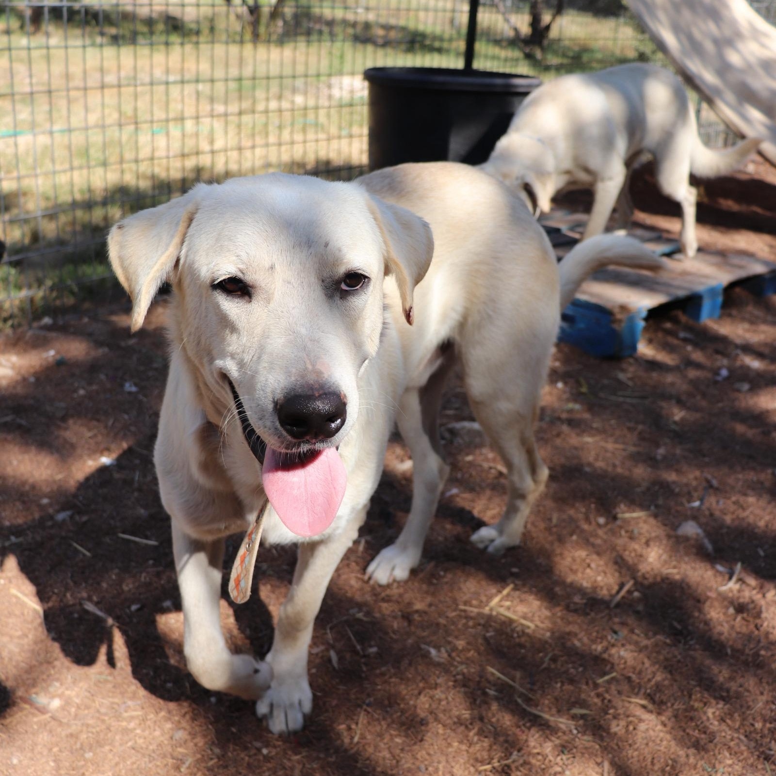 Enlarge Donner, an adopted mixed breed in Leakey, TX image 1/6