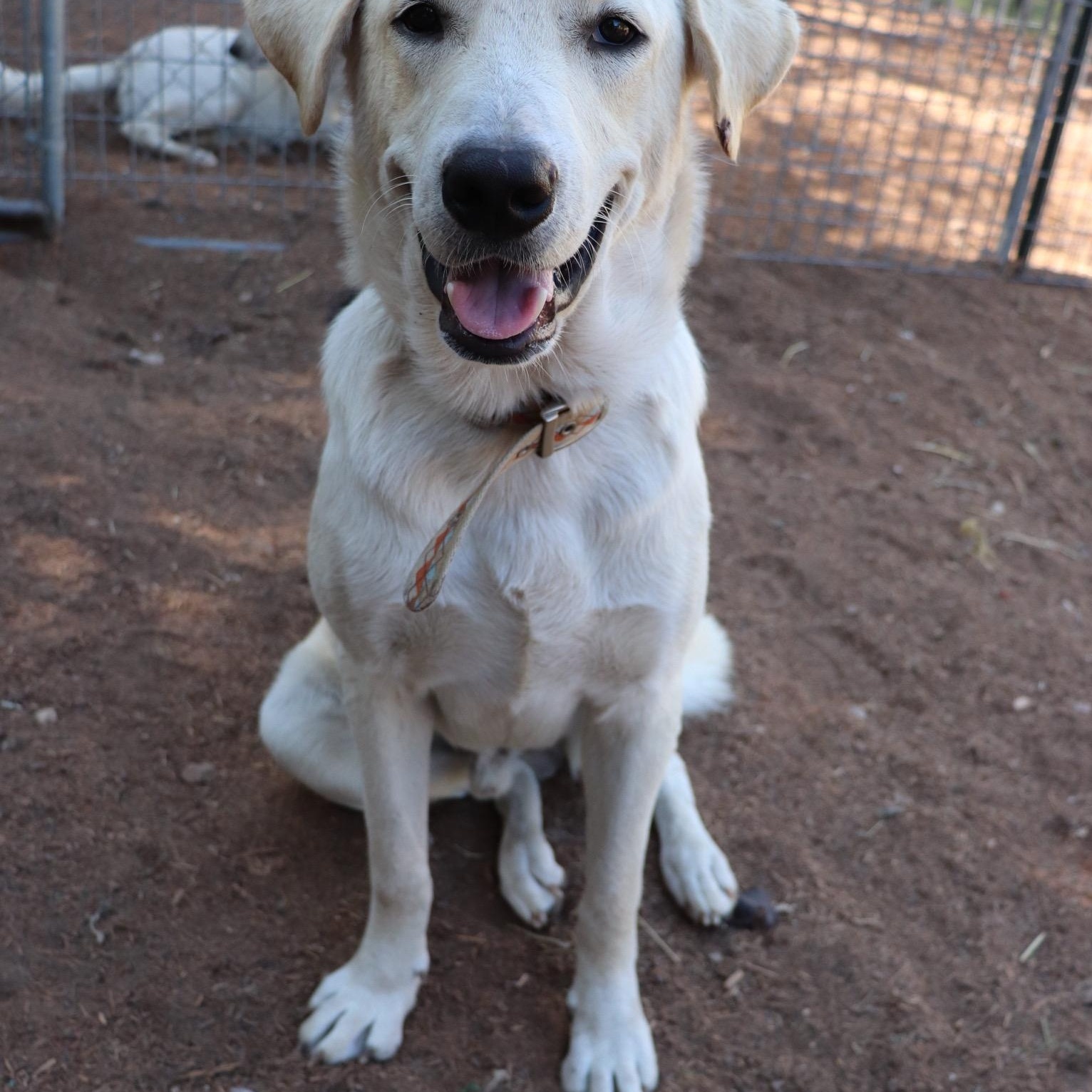 Enlarge Donner, an adopted mixed breed in Leakey, TX image 2/6
