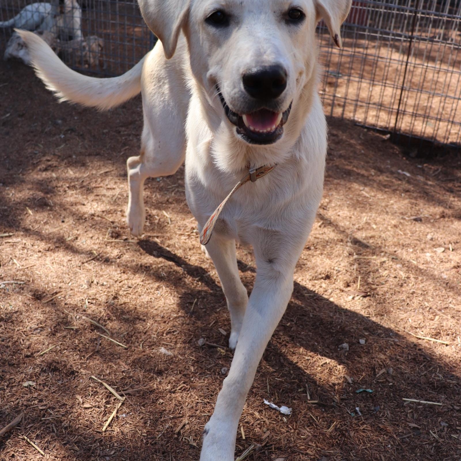 Enlarge Donner, an adopted mixed breed in Leakey, TX image 3/6