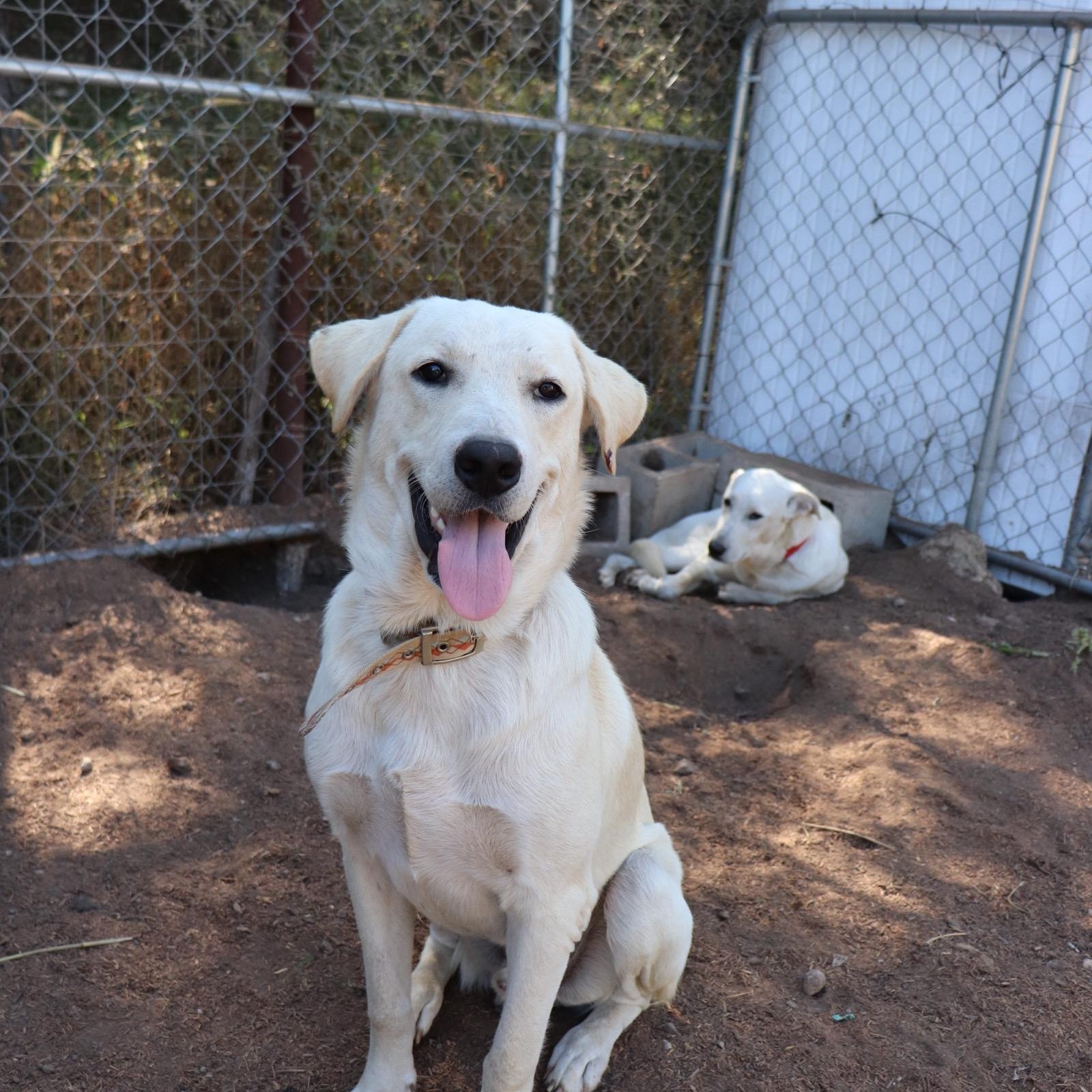 Enlarge Donner, an adopted mixed breed in Leakey, TX image 4/6