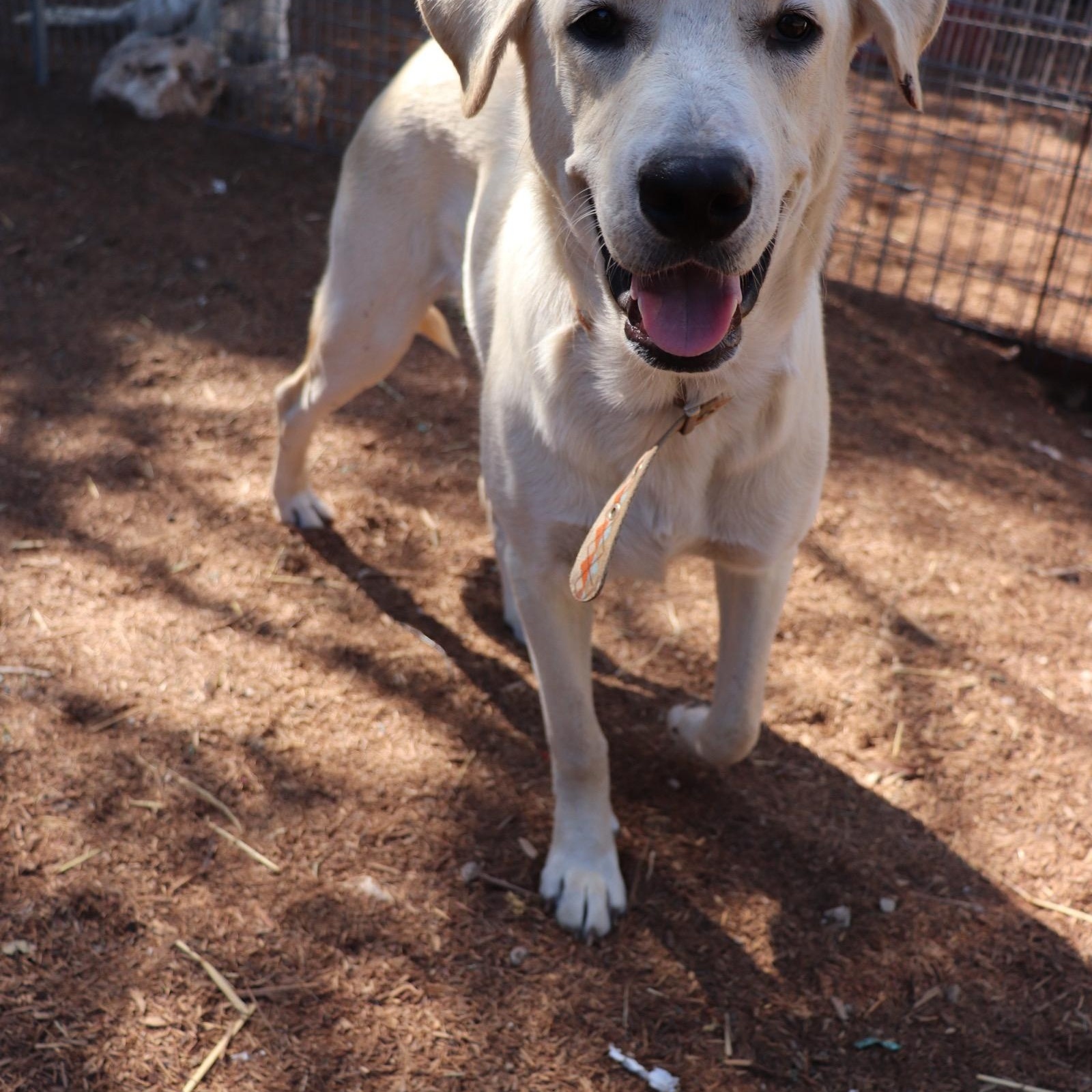 Enlarge Donner, an adopted mixed breed in Leakey, TX image 5/6