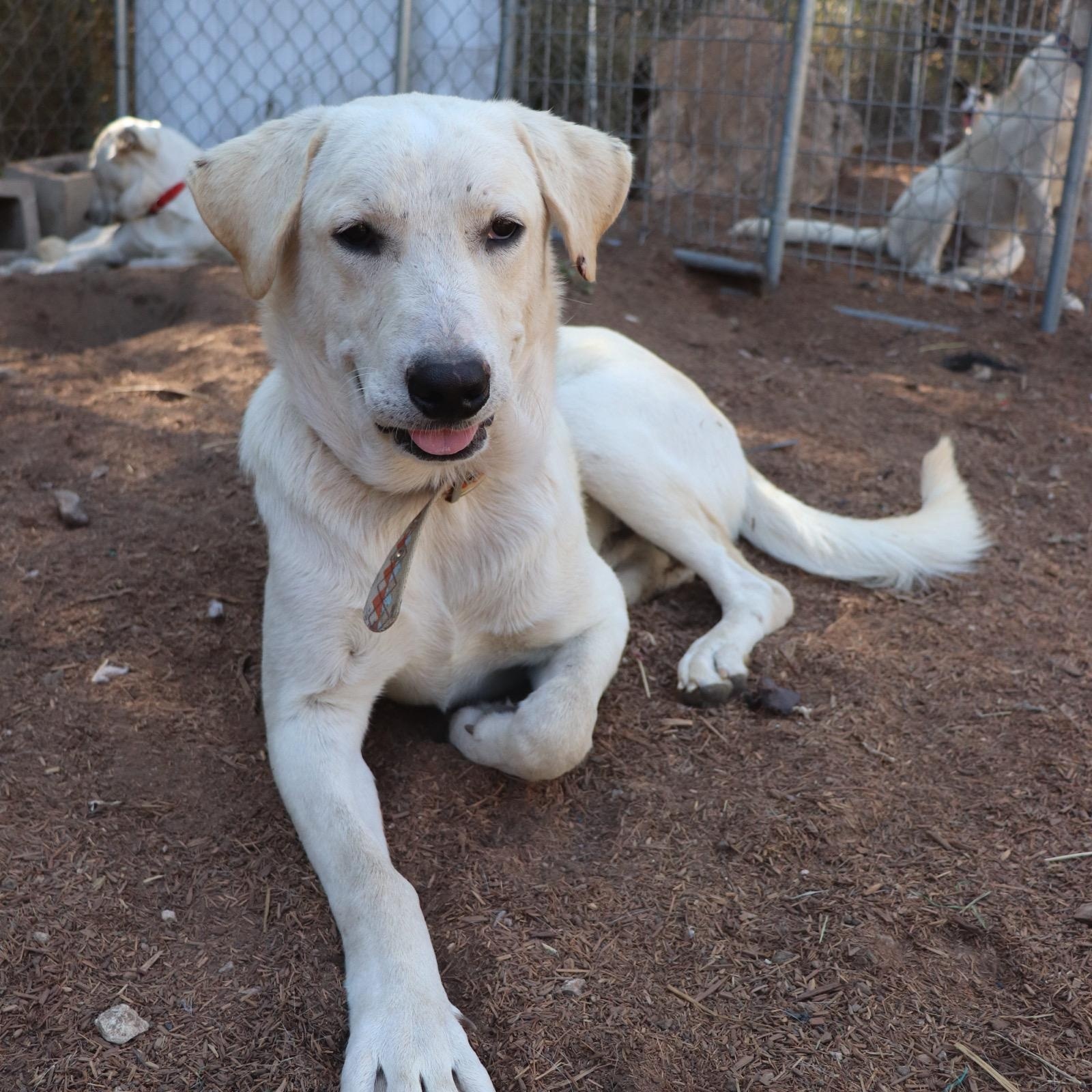 Enlarge Donner, an adopted mixed breed in Leakey, TX image 6/6