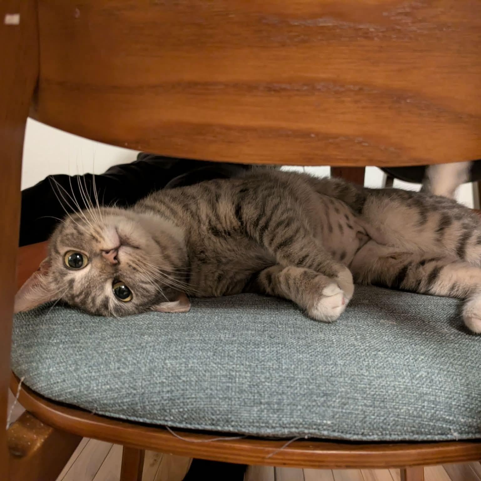 Enlarge Cutie pie , a Adoptable mixed breed in Gladstone, OR image 3/6