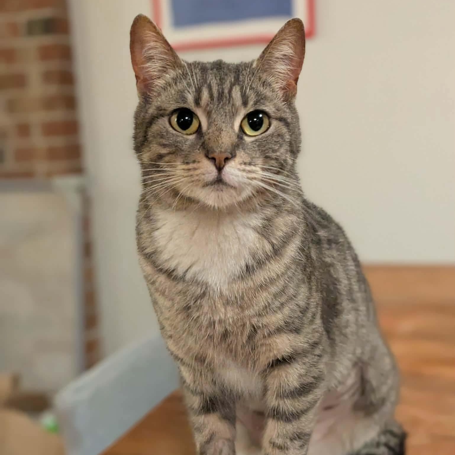 Enlarge Cutie pie , a Adoptable mixed breed in Gladstone, OR image 5/6