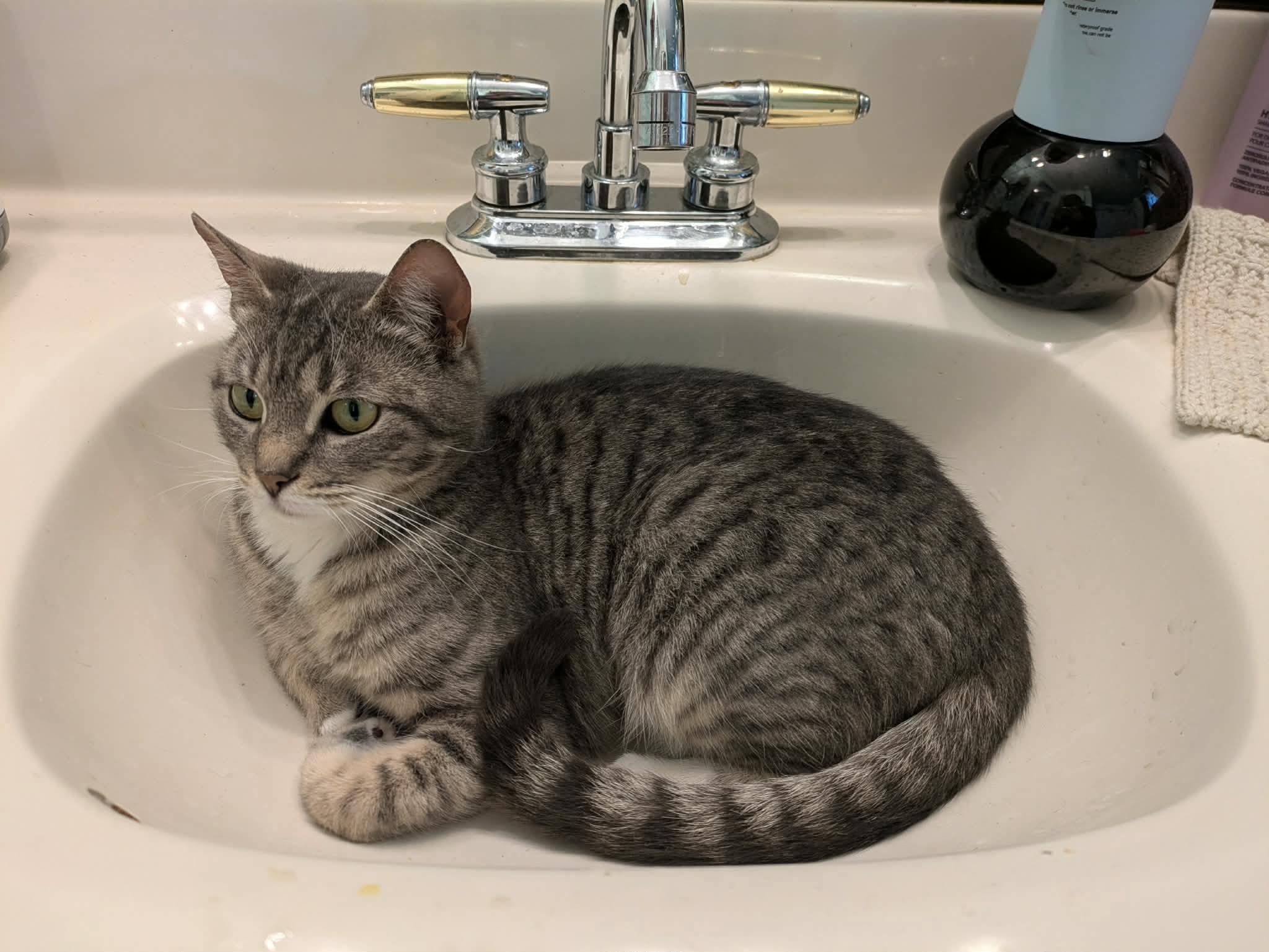 Cutie pie , Adoptable, Adult Female Tabby & Domestic Short Hair.