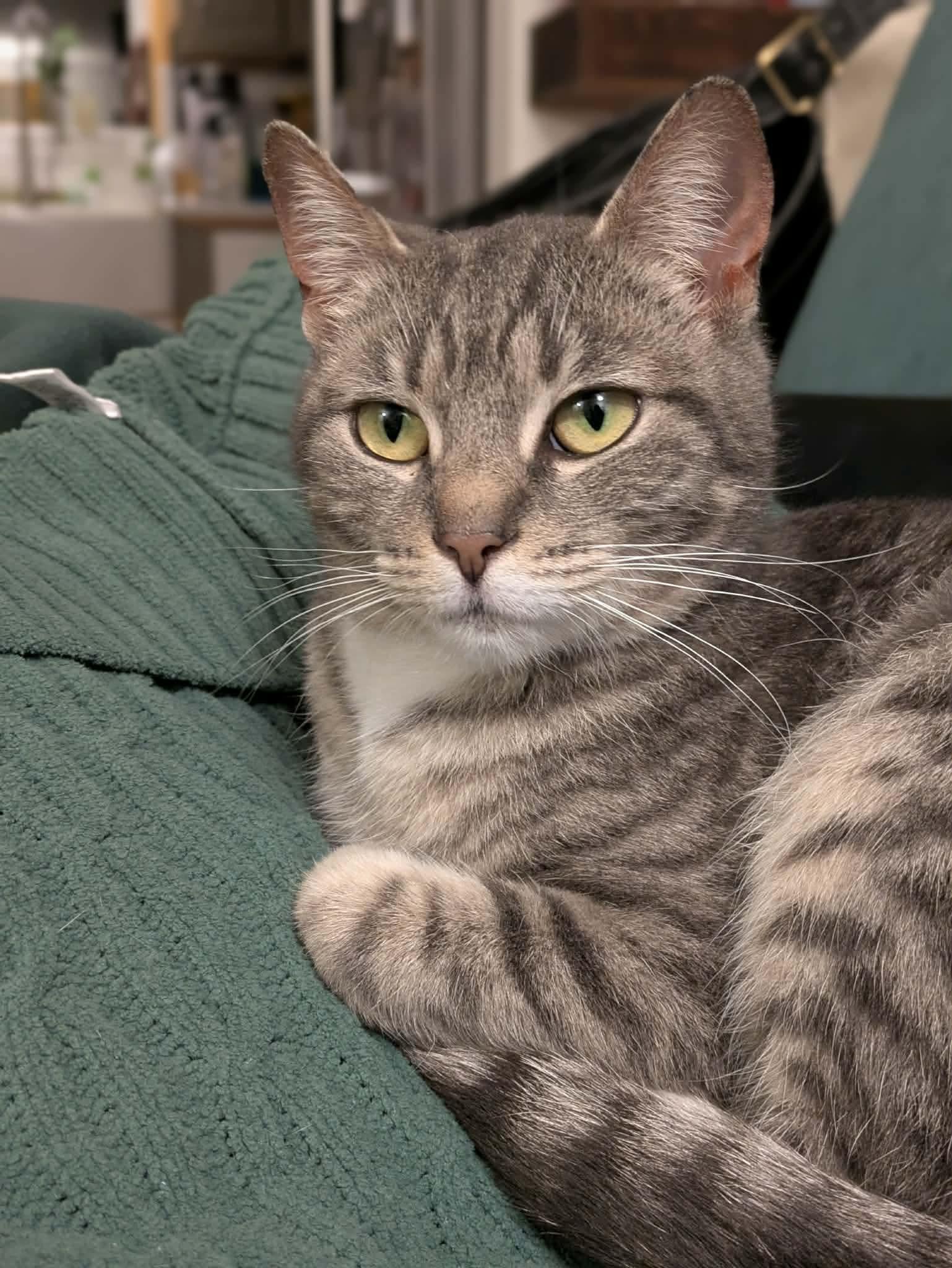 Enlarge Cutie pie , a Adoptable mixed breed in Gladstone, OR image 2/6