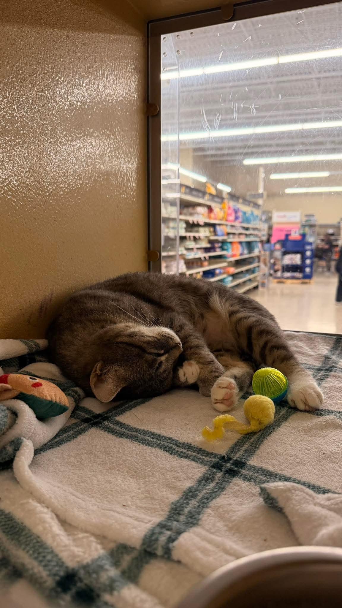 Enlarge Cutie pie , a Adoptable mixed breed in Gladstone, OR image 6/6