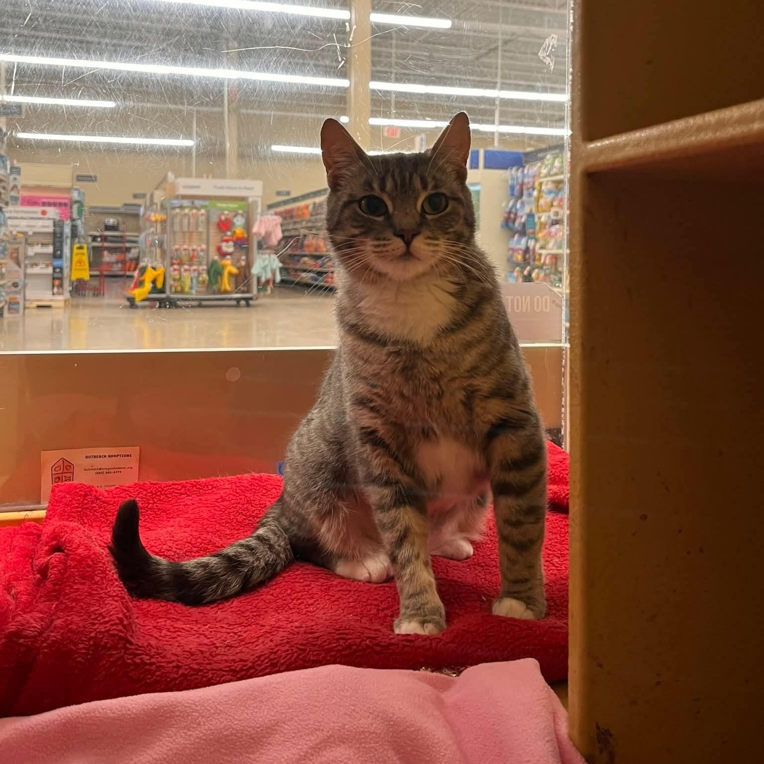 Enlarge Cutie pie , a Adoptable mixed breed in Gladstone, OR image 4/6