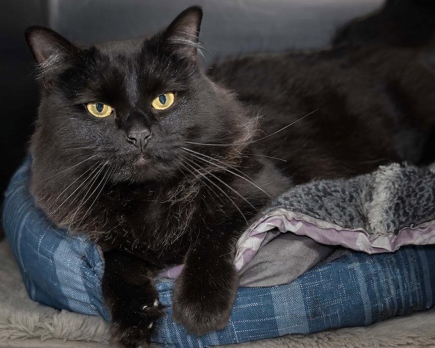 Enlarge Skully, a Adopted Domestic Long Hair in Wilmington, NC image 1/1