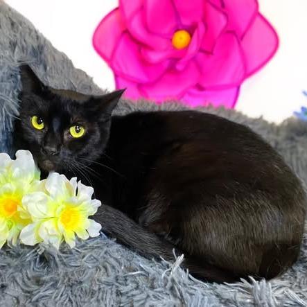 HEATHER, Adoptable, Adult Female Domestic Short Hair.