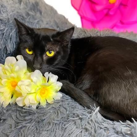 Enlarge HEATHER, a Adoptable Domestic Short Hair in Graham, WA image 2/2