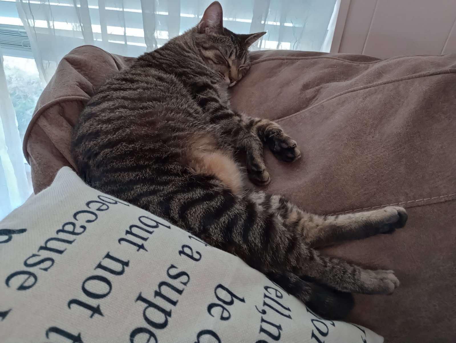 Enlarge Willow, a Adoptable Domestic Short Hair in Longview, TX image 6/6