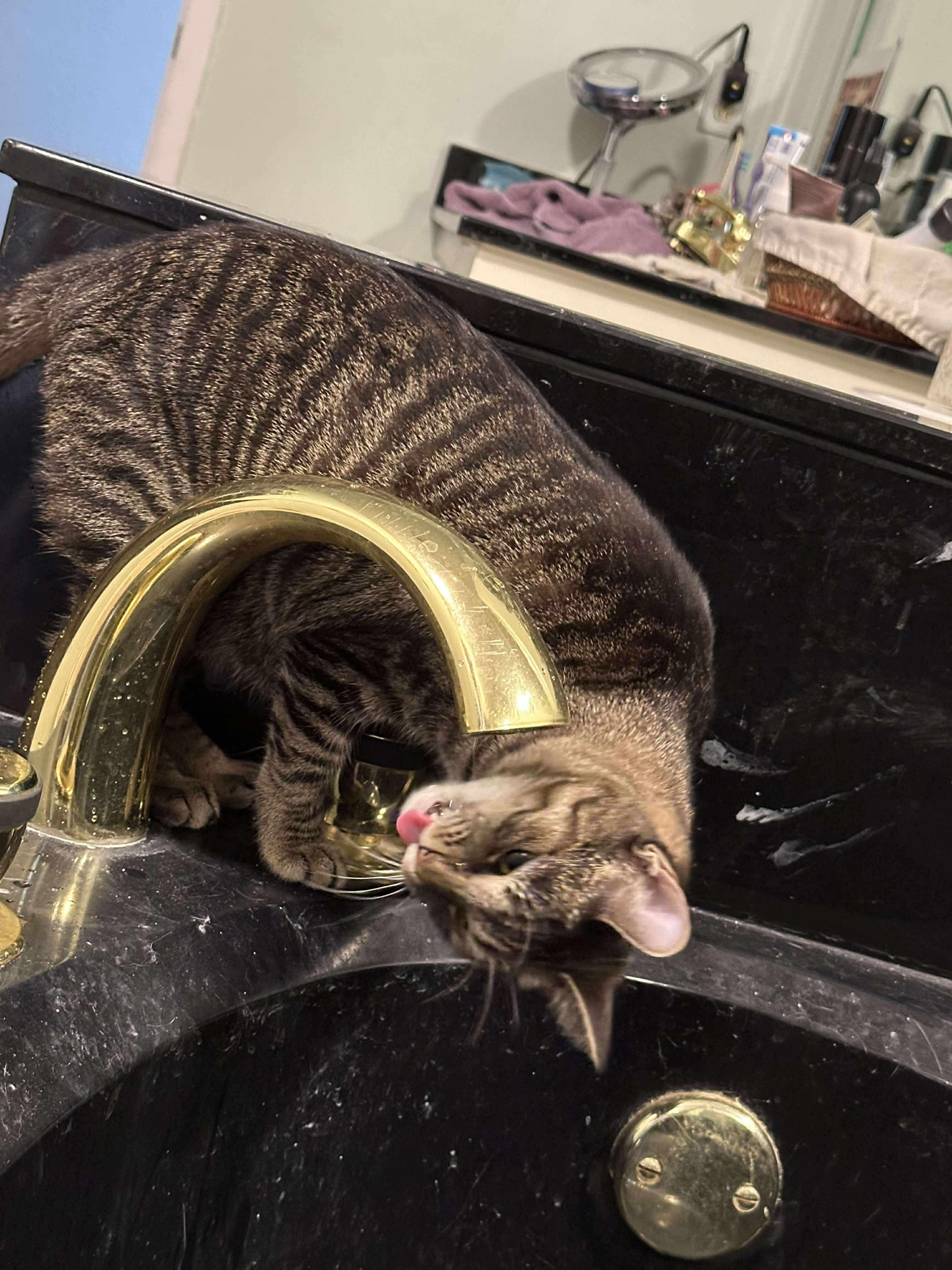 Enlarge Willow, a Adoptable Domestic Short Hair in Longview, TX image 5/6