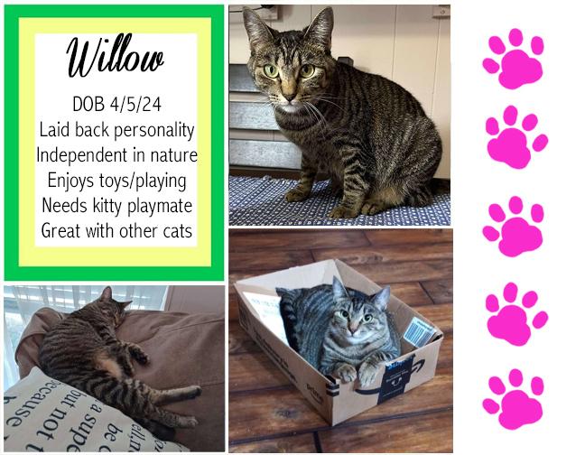 Willow, Adoptable, Adult Female Domestic Short Hair.