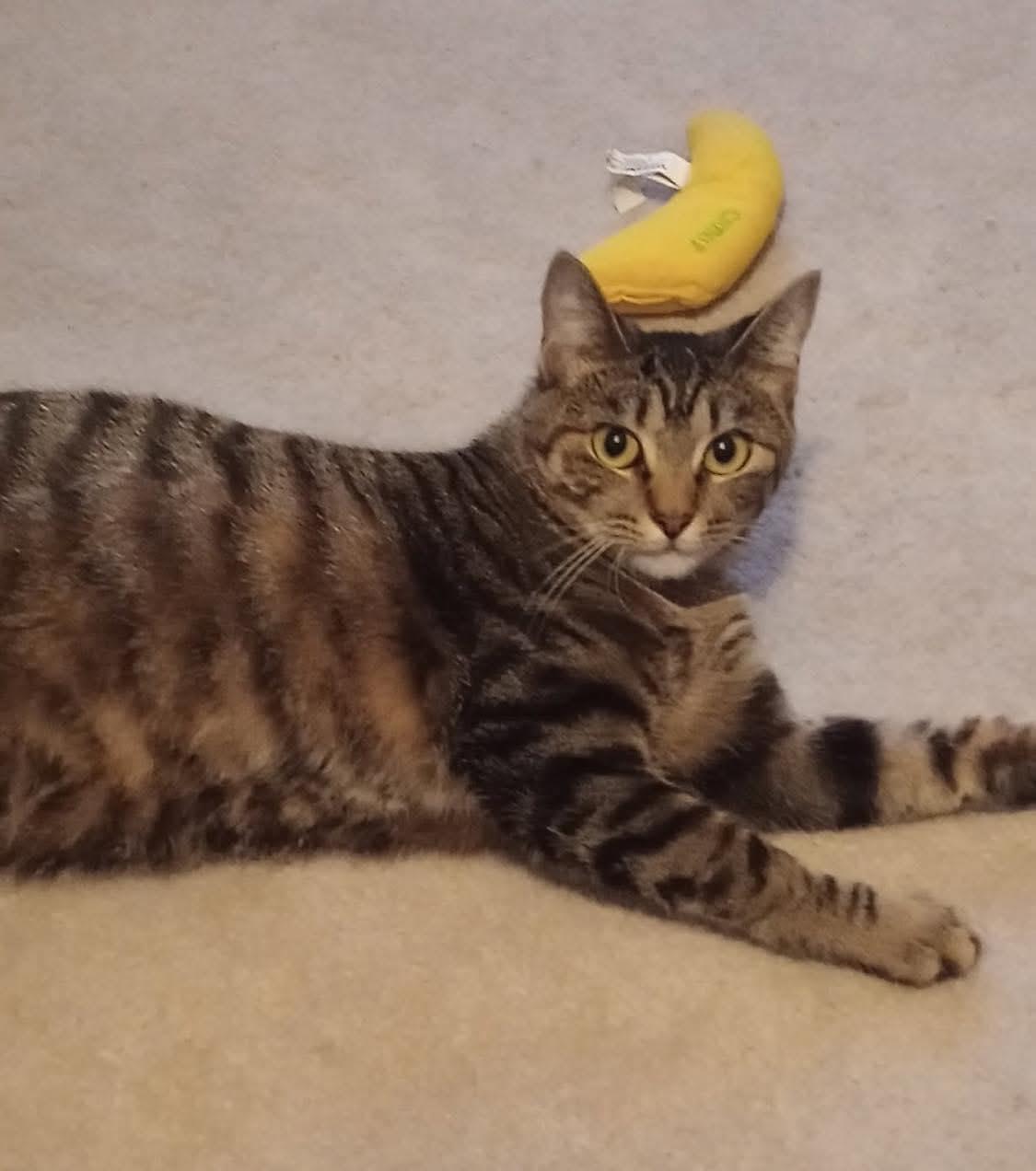 Enlarge Willow, a Adoptable Domestic Short Hair in Longview, TX image 2/6