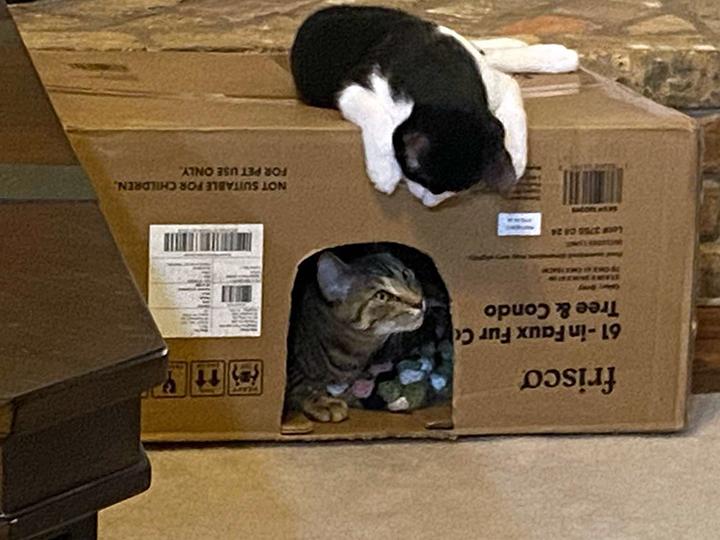 Enlarge Willow, a Adoptable Domestic Short Hair in Longview, TX image 3/6