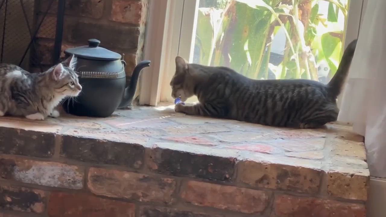 Enlarge Willow, a Adoptable Domestic Short Hair in Longview, TX video 4/6