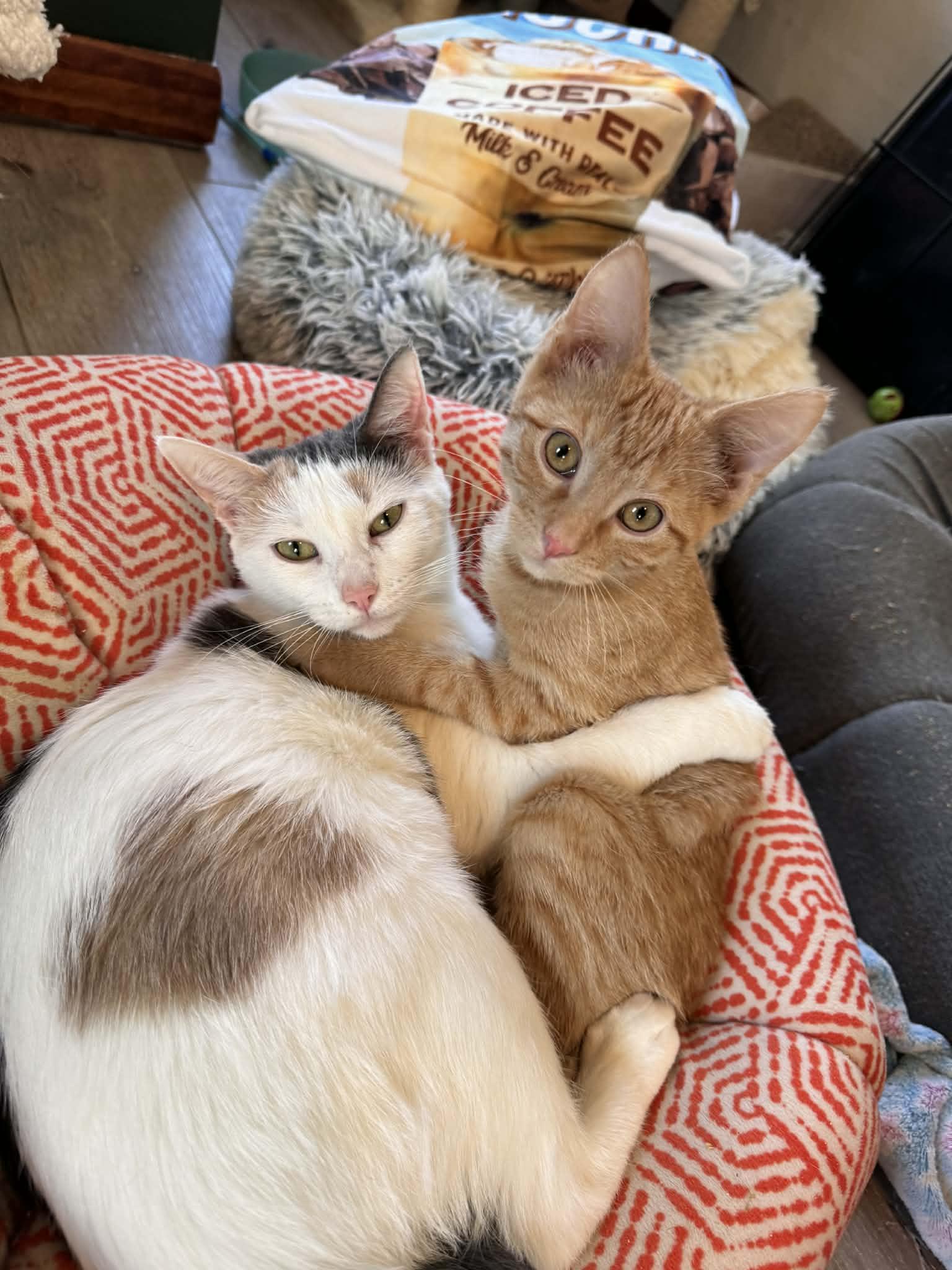 Gerty, Adopted, Adult Female Domestic Short Hair.