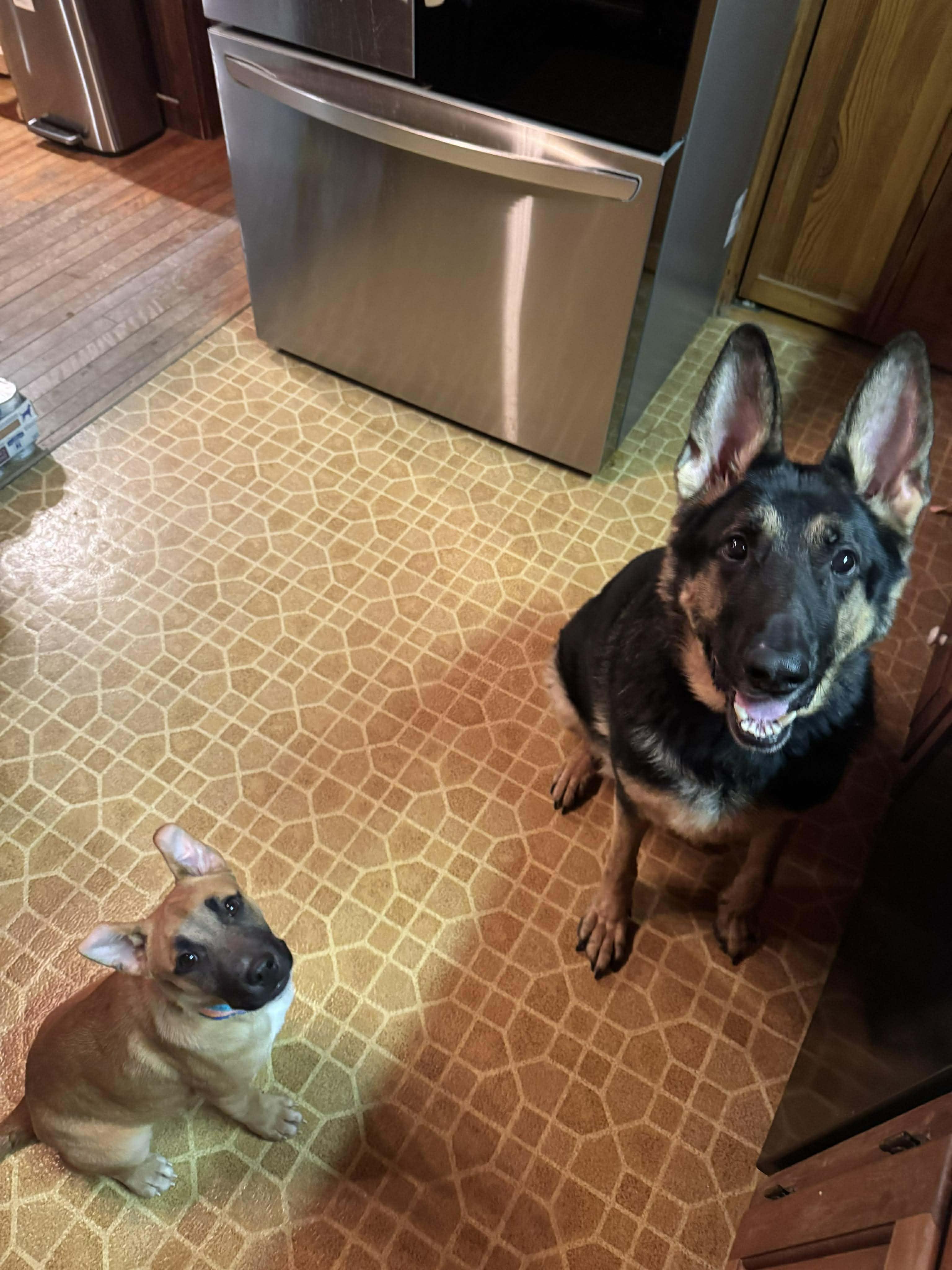 Enlarge Lenny, a ADOPTABLE mixed breed in richmond, ME image 2/6